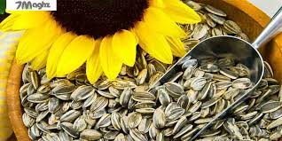 تصویر 5 از صادرات عمده تخمه خوی